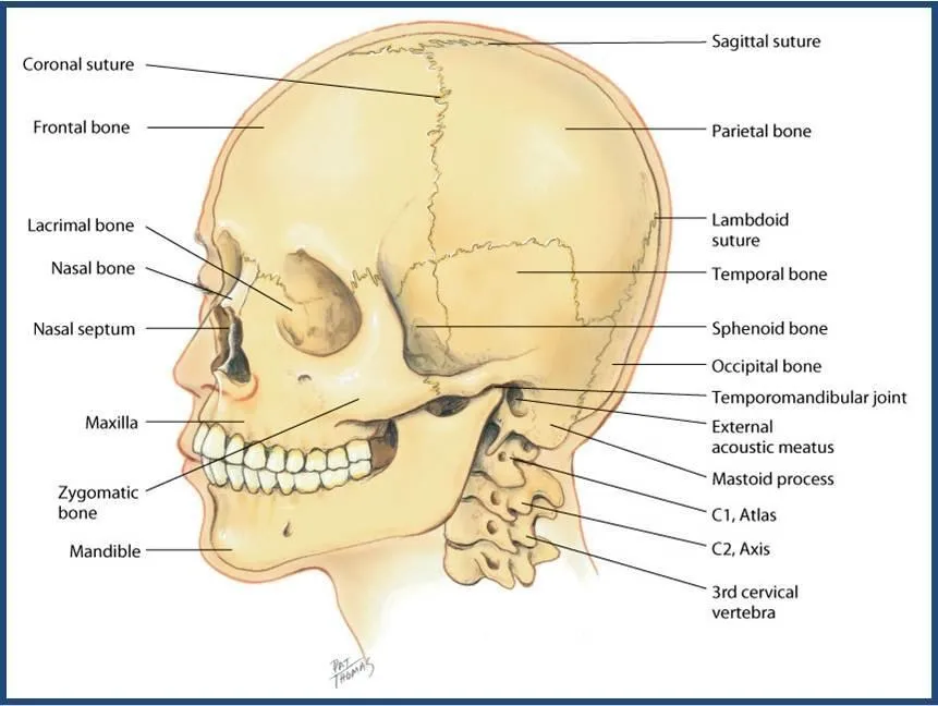 bones-1